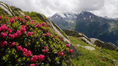 Laurier-rose des Alpes et Mont Pourri.
