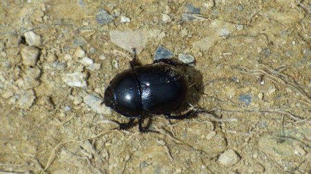 Un scarabée rescapé sur le sentier, qui a eu la chance d’éviter de se faire piétiner par tous ces géants humains ... du moins pour l’instant ... est-il définitivement sauvé ou juste en sursis ?... ;o(