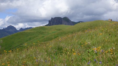 Au milieu des alpages fleuris et vallonnés, regard arrière vers la Tête de la Cicle, le col éponyme, le Rocher du Vent et la Petite Berge (complètement à droite).