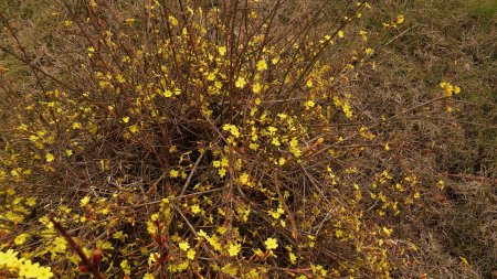 La floraison du jasmin d’hiver, un 15 janvier, n’est pas une anomalie.