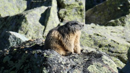 Marmotte bien grasse