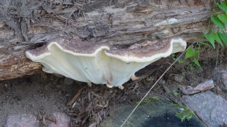 Beau spécimen de champignon, au bord de la route, le long du stade de foot de la Camme.