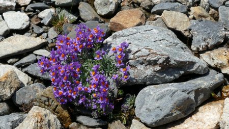 Un beau bouquet de linaire des Alpes à deux pas du pique-nique.