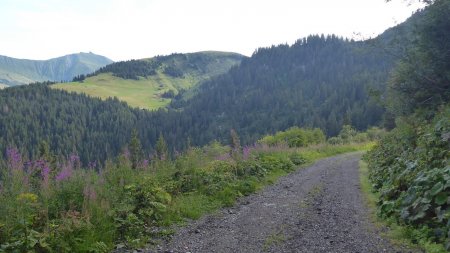 Sur la piste forestière, à gauche l’alpage de la Commaderie et le Dôme de la Girotte