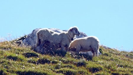 Faute de Bouquetins, des moutons...