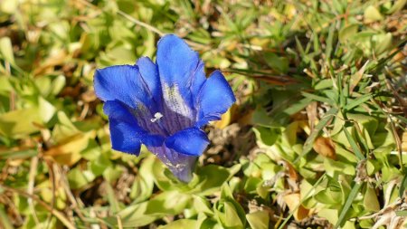 Une fleur tardive : gentiane alpine.
