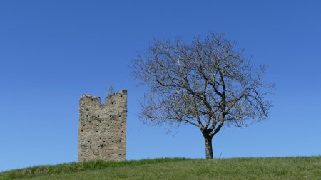 L’arbre doit être moins vieux que la tour !