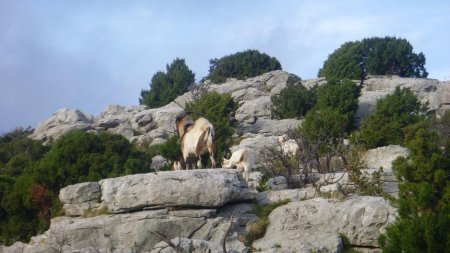 Des chèvres sauvages au cours de la montée