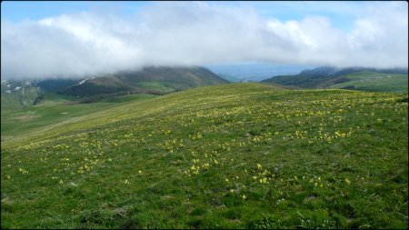 Plateau d’Ambel fleuri.
