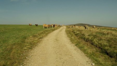 «Cow Country».