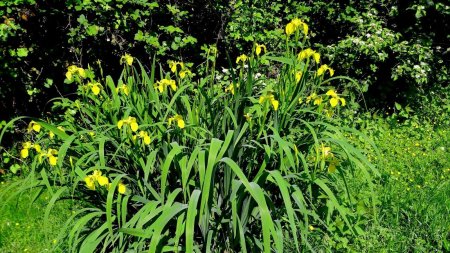 Iris faux accore au Gour Pouillon.