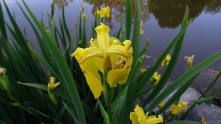 Iris faux acore.