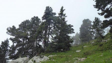 Passage clé : le petit cairn et le panneau «réserve de chasse» sur le pin