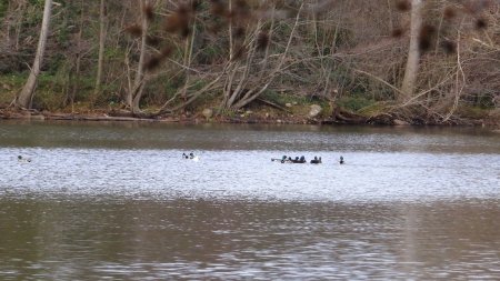 Nombreux oiseaux sur cet étang.