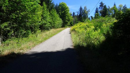 Petite route bordée par les Séneçons de Fuchs.