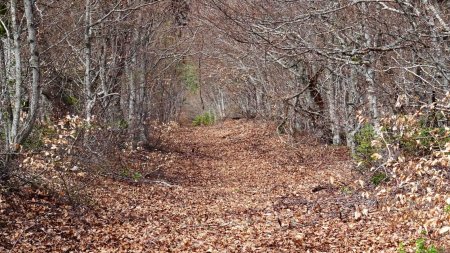En descendant du sommet, on emprunte une magnifique piste en forêt, sous une voûte de branches et sur un tapis de feuilles. Je suis conquis !