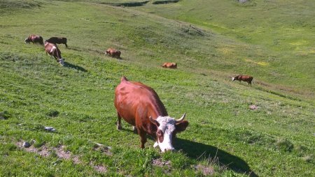 Des vaches dans la montée au Col de Lanserlia
