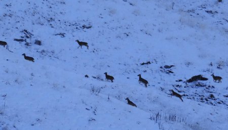 Les jeunes mouflons se régalent dans la neige, dommage que le zoom soit un peu juste.