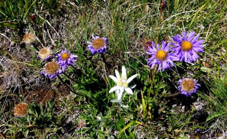 Phénoménale cueillette  photographique (edelweiss, Aster)