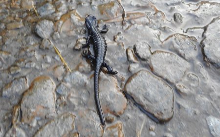 La salamandre de Lanza, très rare...