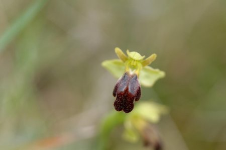 Ophrys ... de la tendance fusca
