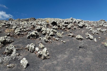 Lichens colonisant les coulées de 1971