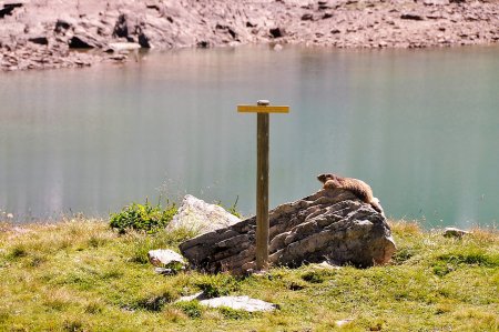 Bain de soleil pour la marmotte