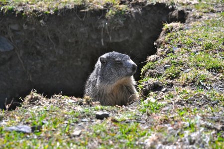 Marmotte faisant le guet