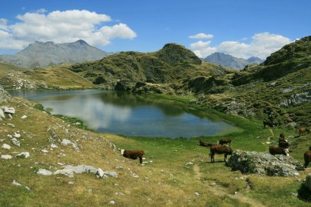 Arrivée au Lac Lérié, qui est aussi entouré de vaches et de randonneurs. Au fond, on voit les Aiguilles de la Saussaz et du Goléon (à gauche), ainsi que les Trois Évêchés et le Galibier (à droite).