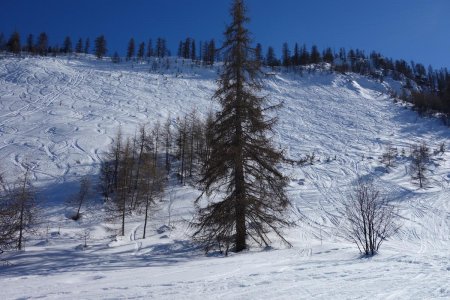 Traces de ski de rando dans la descente du plateau d’Oréac.