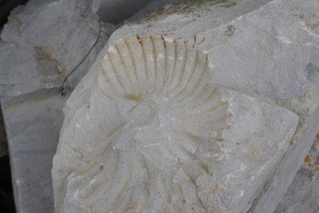 des blocs épars de calcaire qui gardent encore la trace des animaux trahissant leurs origines océaniques...
