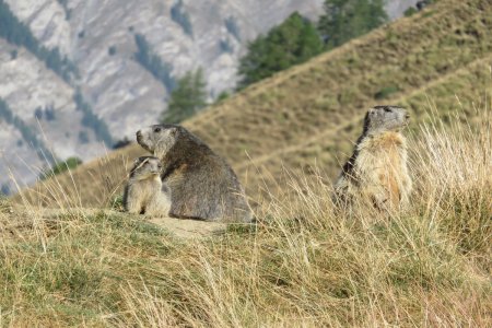 Famille Marmotte