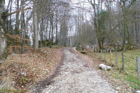 La route forestière