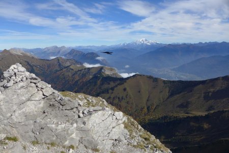 Chocard devant le Mont Blanc