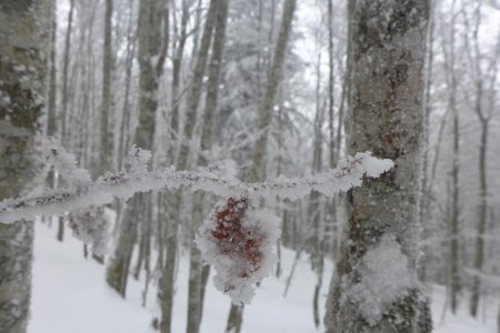 la neige a gelée sur les arbres les rendant magnifiques !