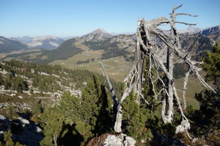arbres morts au sommet de Tête Noire