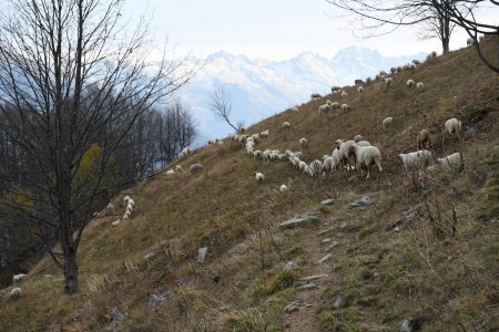 traversée du troupeau de moutons