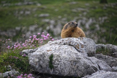 Marmotte dans la plaine de Chamousset