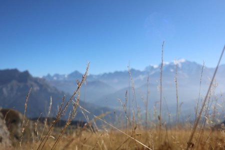 Un brin d’herbe face au Mont Blanc
