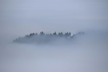 Quelques pins dans la brume