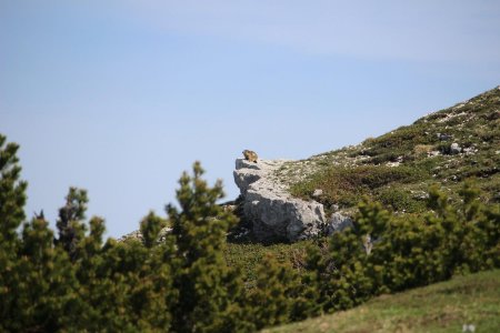 Marmotte sous le sommet