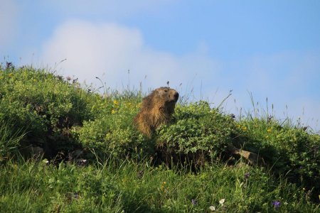 Le paradis des marmottes