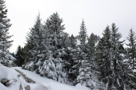 Le froid conserve la neige dans les arbres