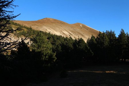 La pinède entre les Petit et Grand Chamousset, sous le sommet principal.
