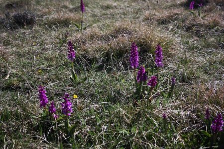 Tapis d’Orchis