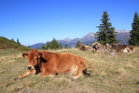 Vaches sur le parcours