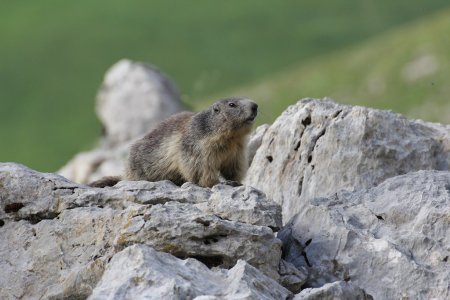 Petite marmotte en redescendant