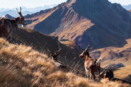 20-Des chèvres du Rove au Col des Meude