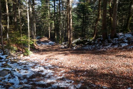 22- Le chemin forestier qui rejoint le haut du téléski de Plan Bois