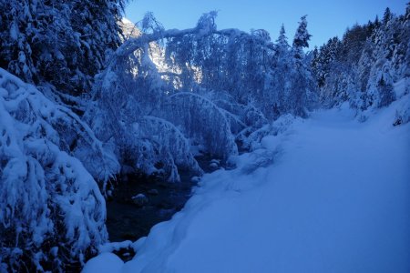 Les arbres sont pliés par le poids de la neige.